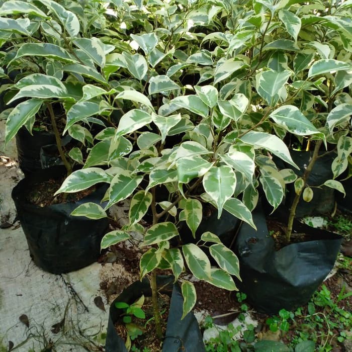 tanaman hias bibit beringin putih - beringin putih     _