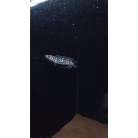 Channa Asiatica ws pure ±7-9cm