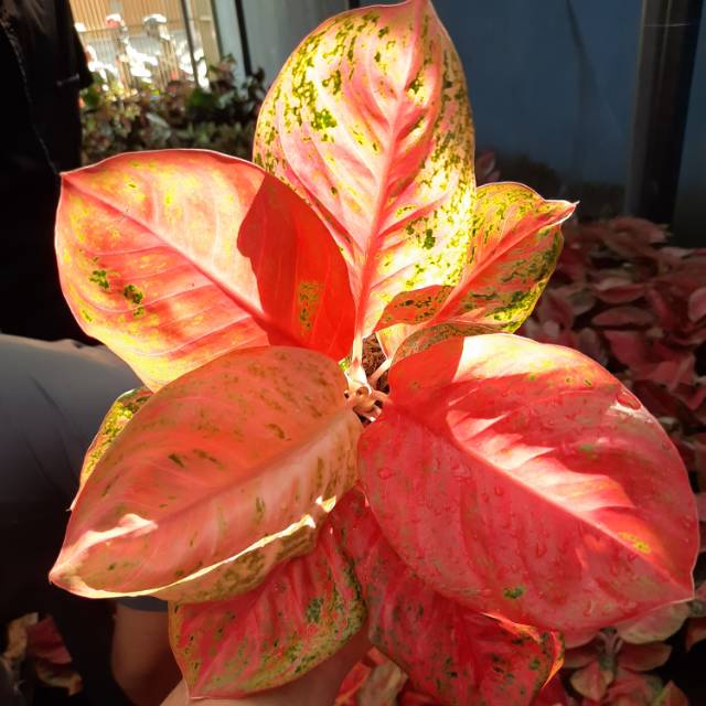 [BISA COD] WULANDARI BESAR MURAH THAILAND ( Tanaman Hias /Aglaonema/Aglonema)