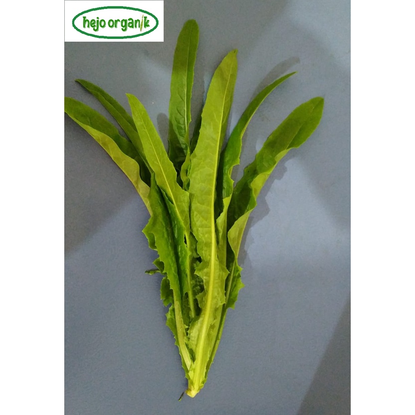 

Fumak selada wangi / you mai cai / sayur organik Bandung fresh slada bebas pestisida bebas GMO