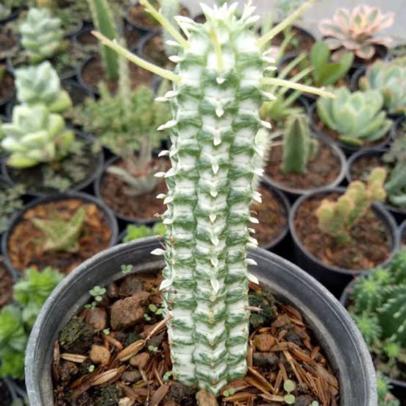 tanaman hias kaktus marimalis variegata/bibit kaktus variegata