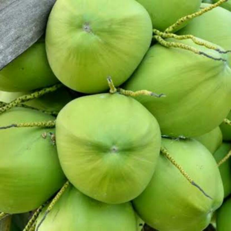

Kelapa Muda Segar