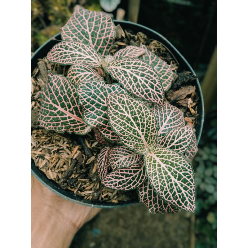 BUNGA FITONIA PINK BANGKOK