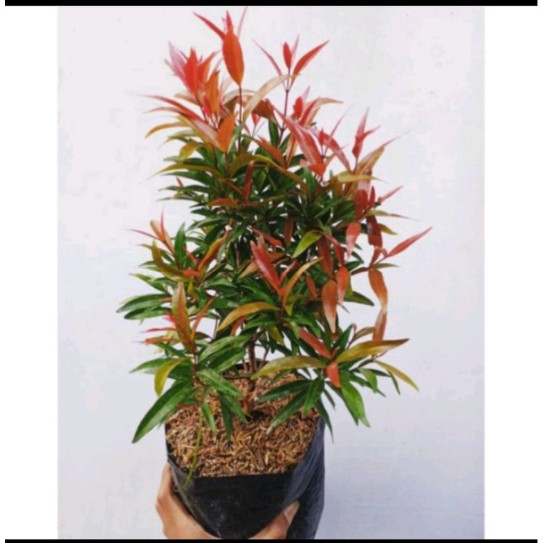 tanaman hias  pucuk merah -+ 50 cm
