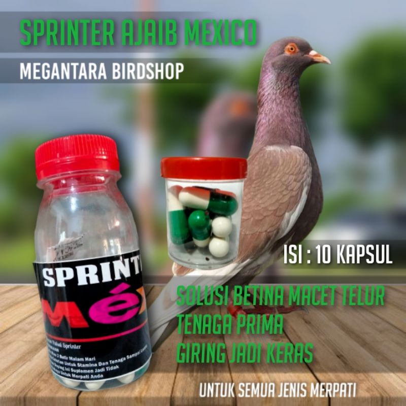 sprinter ajaib isi 10 kapsul sprinter ajaib mexico jamu merpati untuk nelur