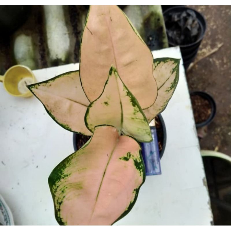 Aglonema Kochin Sutra - Tanaman Hias Aglonema Kochin Sutra