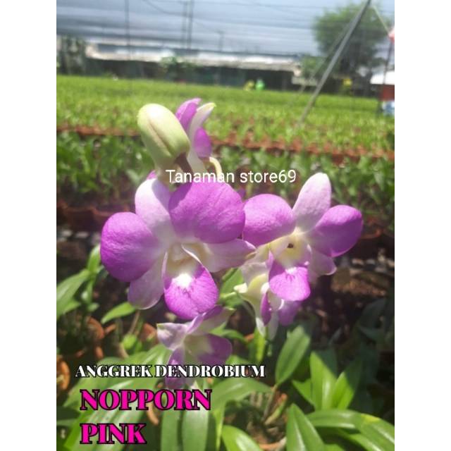 Tanaman hias anggrek dendrobium Nopporn pink / anggrek dendrobium dewasa