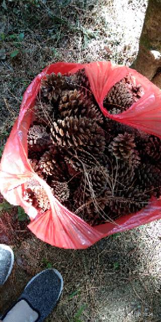 Bunga Pinus Kering Pinecones Rustic Strobilus kering Dried9