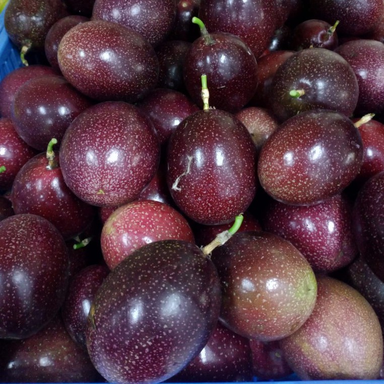 

Buah Markisa Fresh Ungu isi 20 kg 8-10 pcs/kg