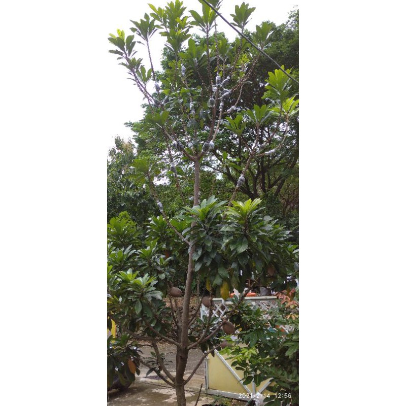 fresh cangkok mamey sapote magana