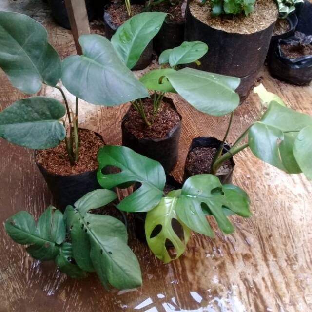 paket 5 tanaman hias phillodendron monstera