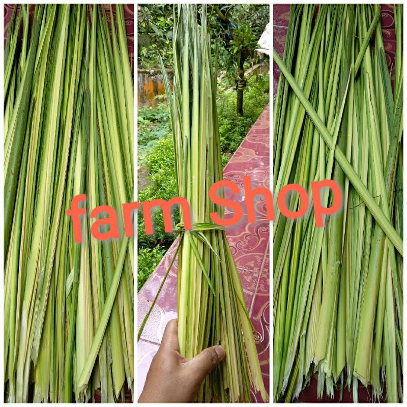 

daun pinang / Jambe Herbal fresh - tua / muda