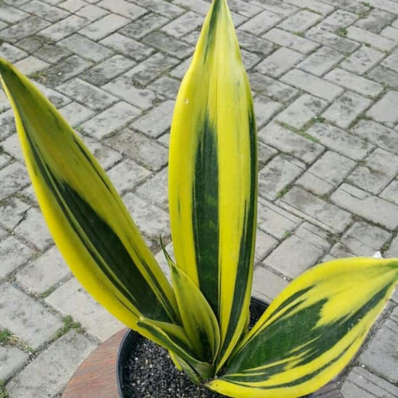 Sansevieria Golden Flame