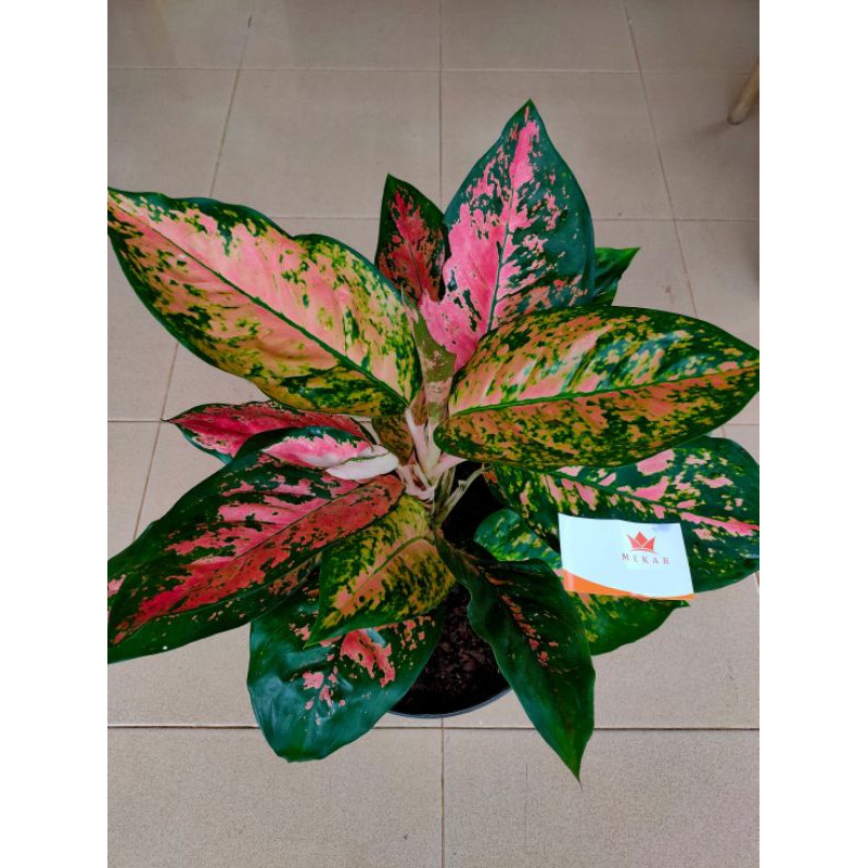 AGLONEMA KOCHIN BADAK (Daun Super Jumbo)