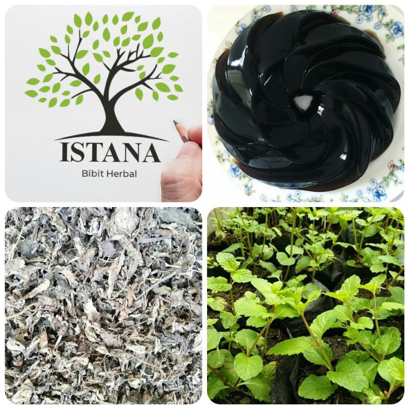 Bibit tanaman cincau hitam bibit pohon cincau hitam bibit cincau