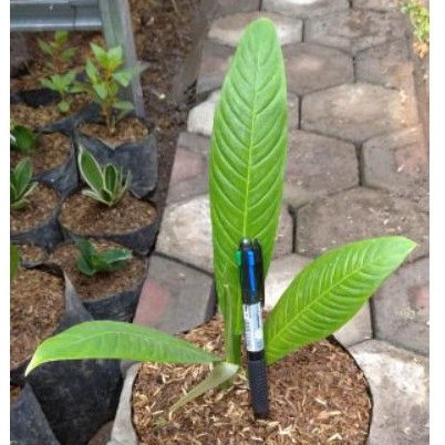 tanaman philodendron linet