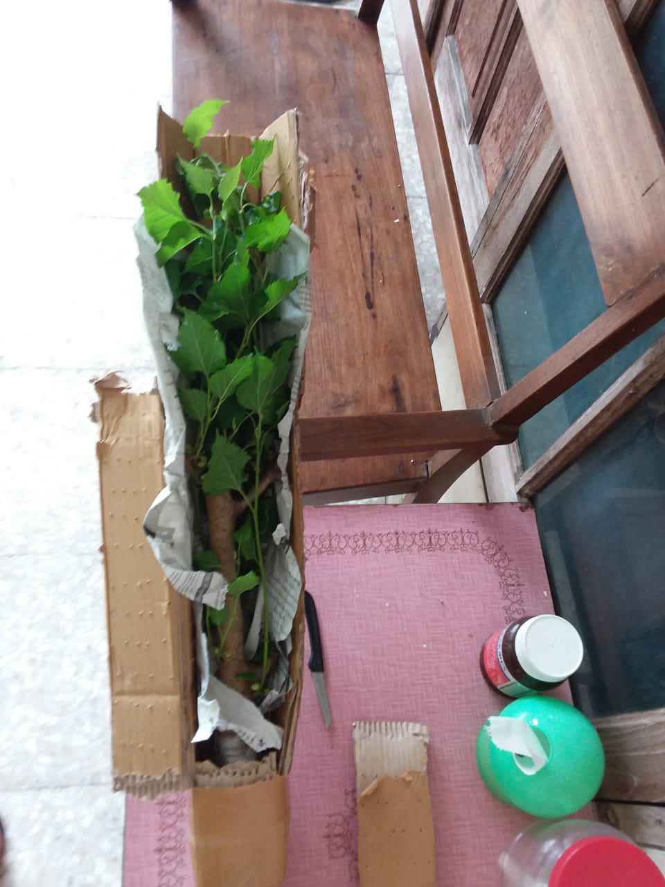 Bibit Murbei Berbuah