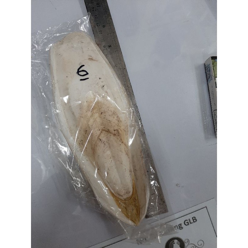 Tulang Sotong Panjan 15-20cm Kemasan Ekonomis