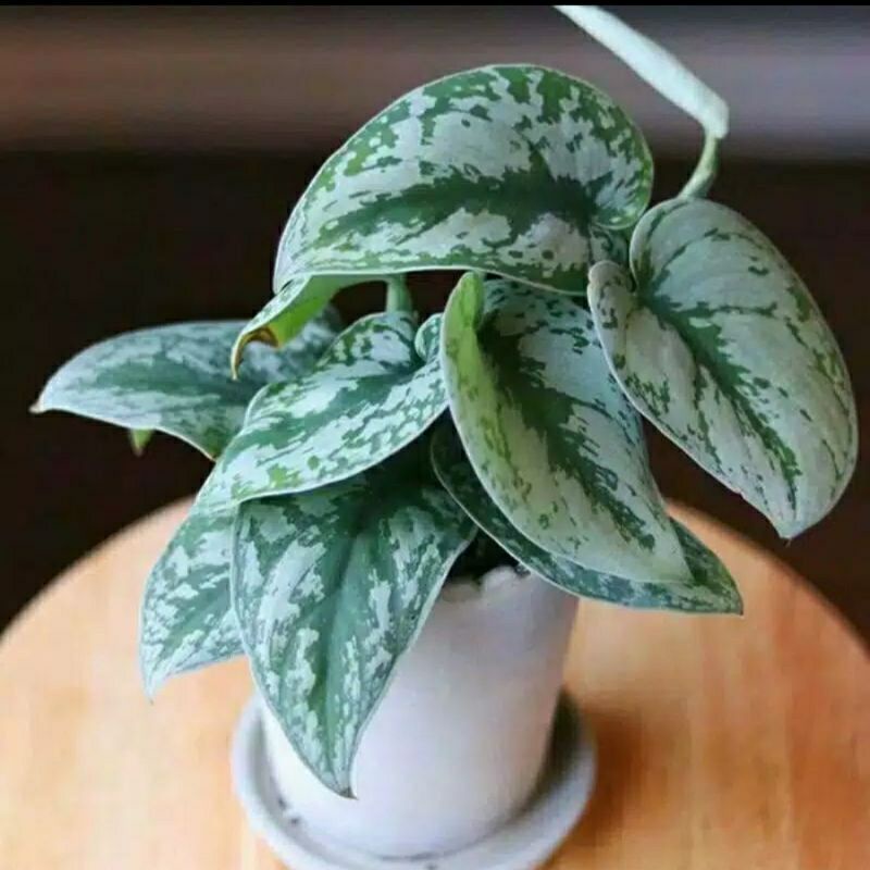 Jual TANAMAN HIAS SIRIH SCINDAPSUS EXOTICA SIRIH SILVER Shopee Indonesia