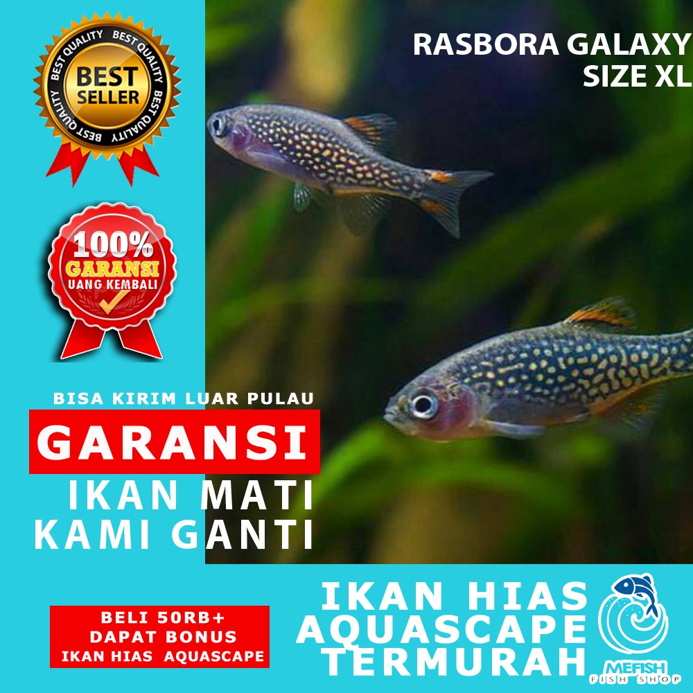 Ikan Hias Murah Aquascape Aquarium Air Tawar Laut Mefish Id Rasbora Galaxy Size Xl Shopee Indonesia