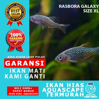 Ikan hias murah aquascape aquarium air tawar laut - MEFISH_ID - RASBORA