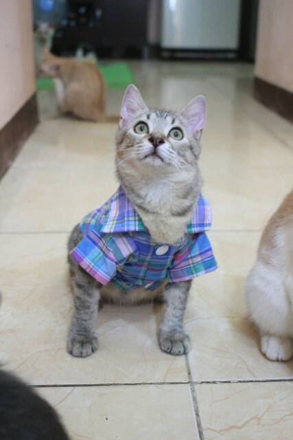 Baju kemeja kotak-kotak biru lucu untuk kucing dan anjing / baju kucing murah size S M L XL