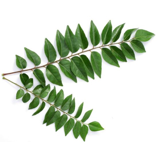 

Daun Kari Fresh/Salam Koja/Temurui/Fresh Curry Leaves