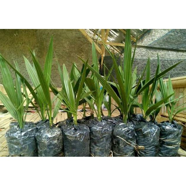 H1O BIBIT KURMA MERAH KURMA AJWA TERBUKTI BERBUAH DI INDONESIA