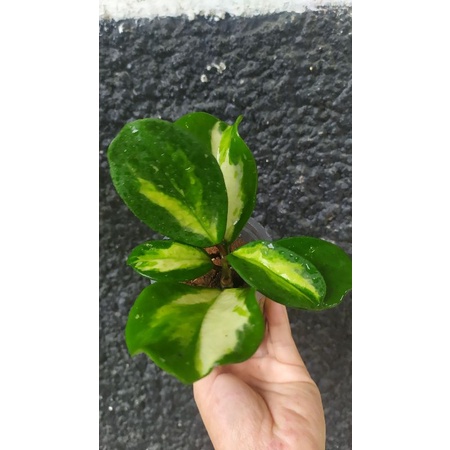 hoya obovata variegata flash sale