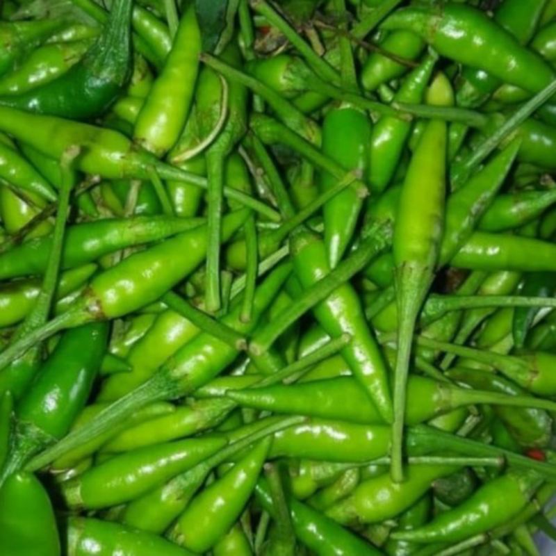 

cabe rawit hijau