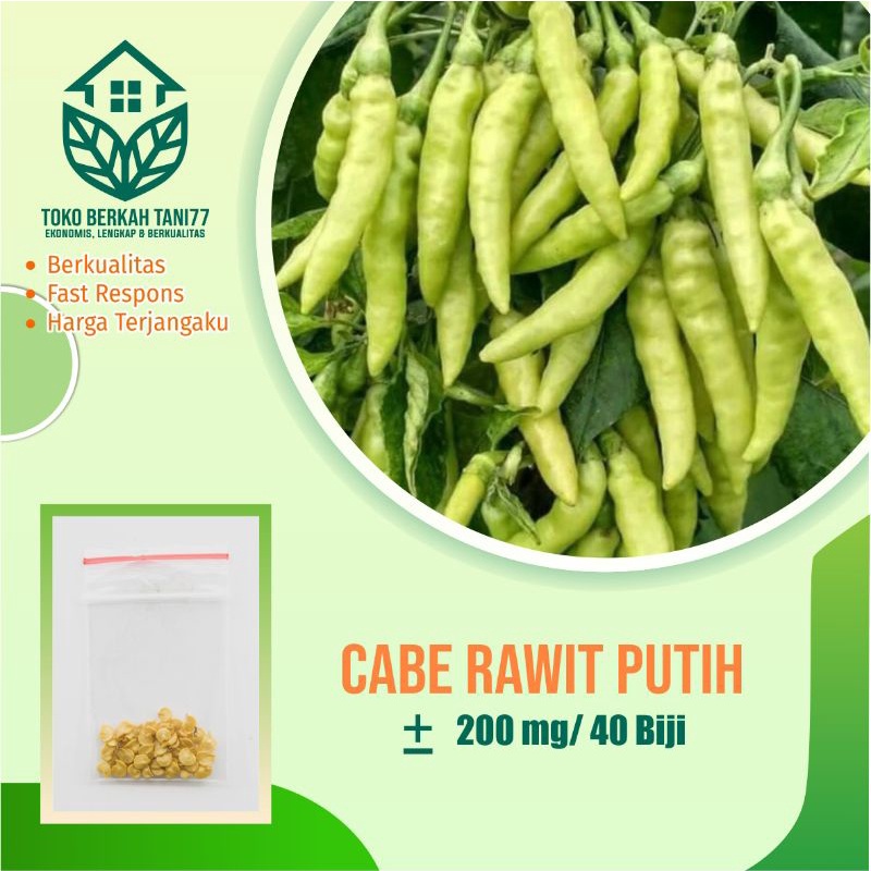 BENIH SAYURAN UNGGUL TERLENGKAP TERJANGKAU BIBIT KUBIS TOMAT SAWI TERONG CABE BUNCIS BAYAM KANGKUNG-Cabe rawit putih