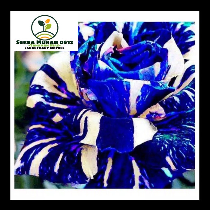 Tanaman Hias Adenium Bunga Tumpuk Kamboja Jepang Warna Biru