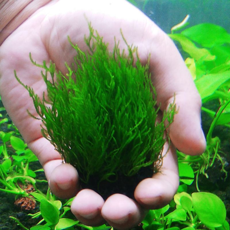 Tanaman aquascape wabikusa moss flame low co2 low light