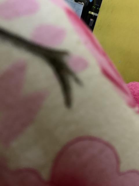 Engsel Sendok Huben Lurus (per Pasang) / Engsel Lemari