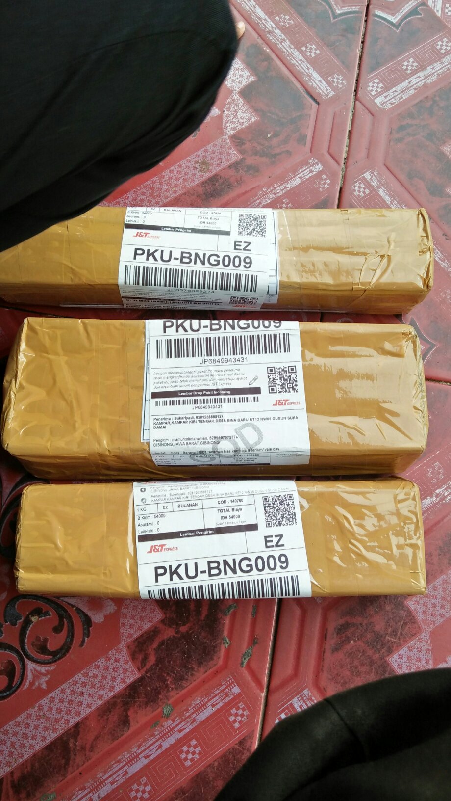 Bibit Kemboja Adenium Buterflay