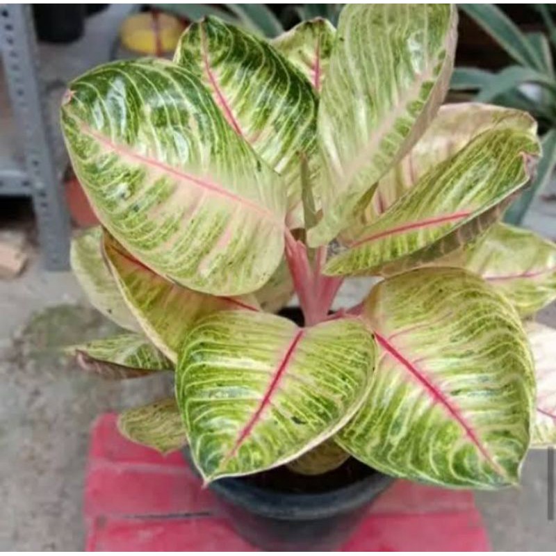 Aglonema moonlight (baby)