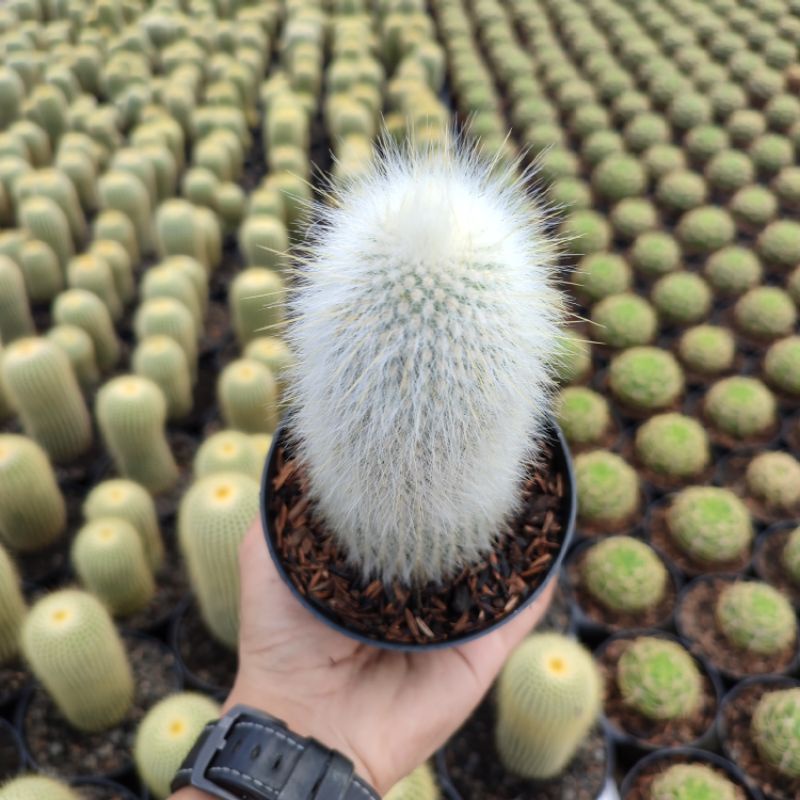 Cephalocereus Senilis (Old Man) Ownroot | DP 10cm | Kaktus