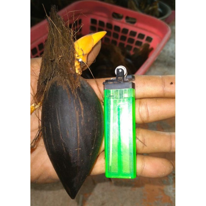 

Bahan bibit bonsai kelapa