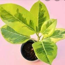 Tanaman hias Karet kebo varigata - Pohon karet kebo varigata/Lemon