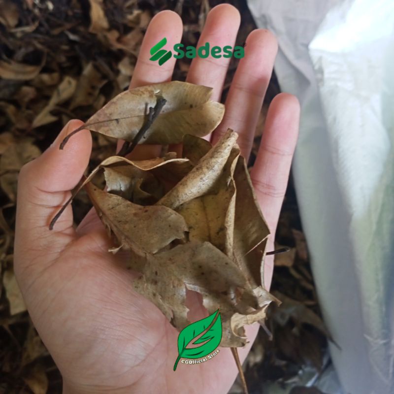 

Daun Cengkeh Kering 1 Kg Bersih