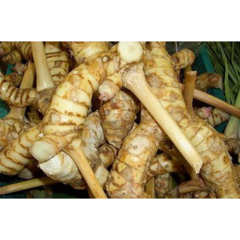 

termurah Lengkuas segar 1kg