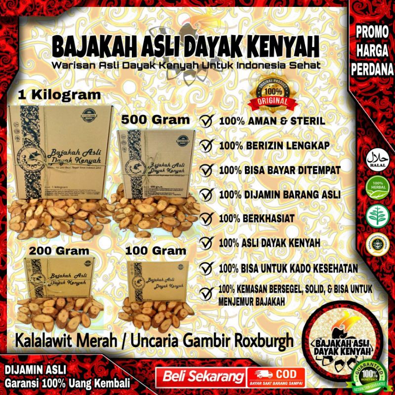 

BAJAKAH KALALAWIT MERAH - UNCARIA GAMBIR ROXB - ASLI KALIMANTAN, BAJAKAH ASLI DAYAK KENYAH (COD)