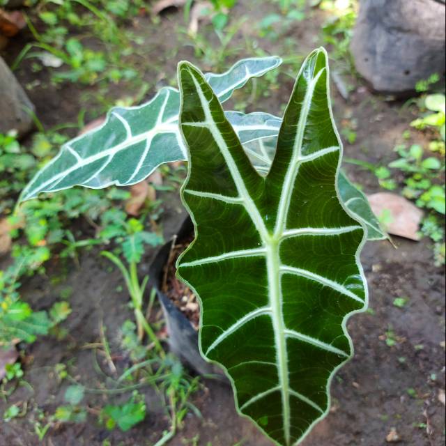 Alocasia Amazonica