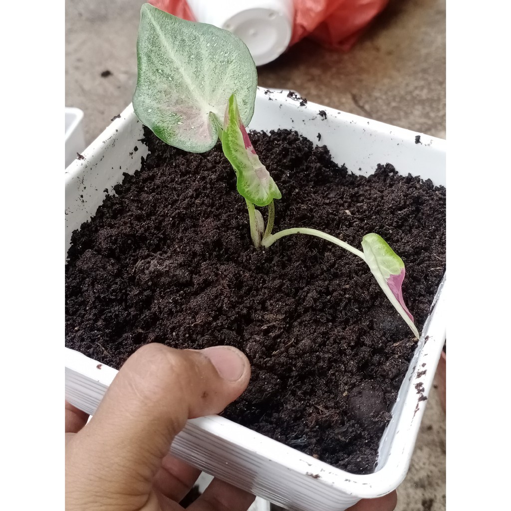 Keladi Cat Tumpah/Shycool