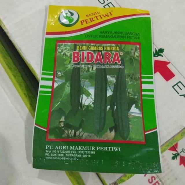 Benih Oyong Bidara / Benih Gambas Bidara (Pertiwi)