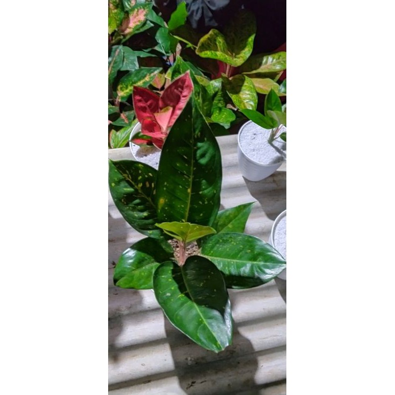 aglonema Bigroy green jumbo termurah