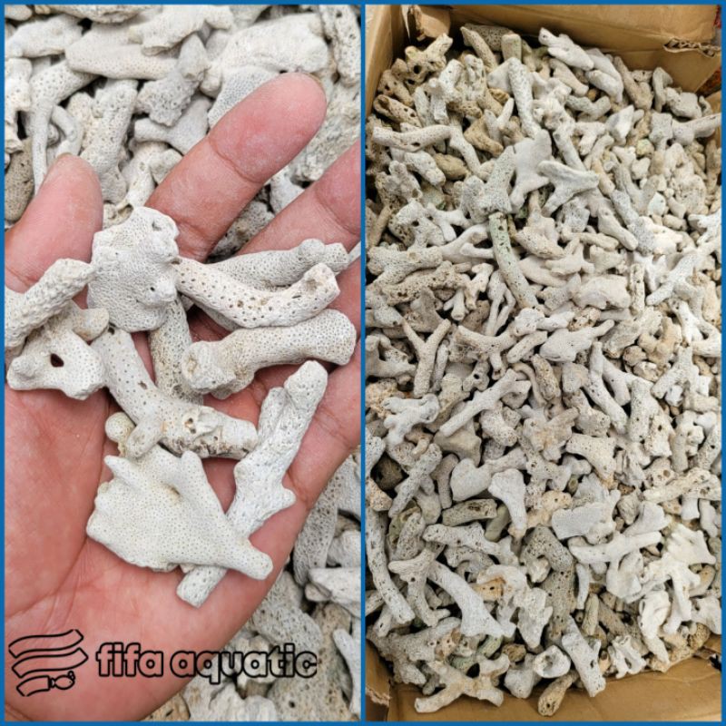 OBRAL karang jahe kecil 1kg / Karang laut / Filter Akuarium / Kolam Koi