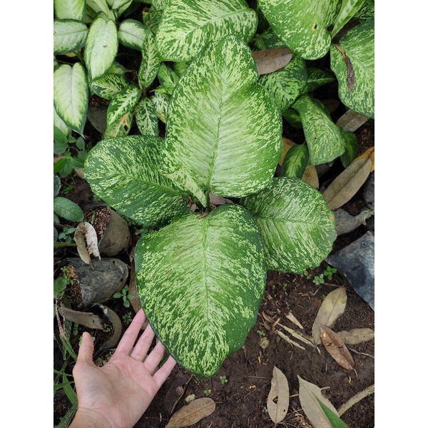 Diven Diffenbachia anggun ayu