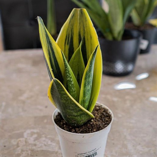 gold flame sansivieria-tanaman hias sansivera gold flame