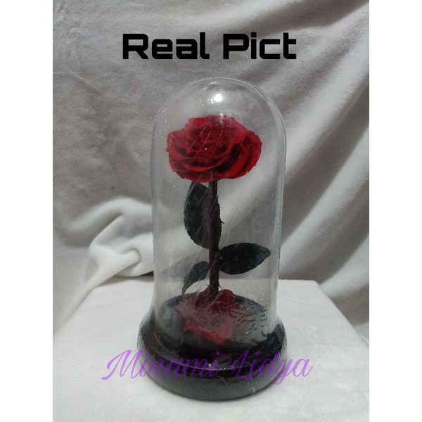 bunga preserved rose beauty and the beast with led